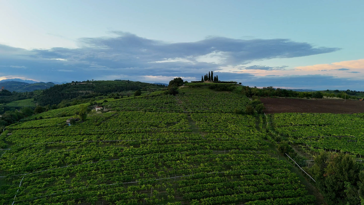 Vineyards Push-In, Soave Hills, Italy