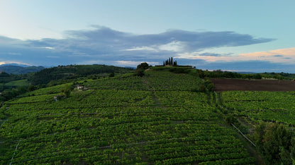 Vineyards Push-In, Soave Hills, Italy