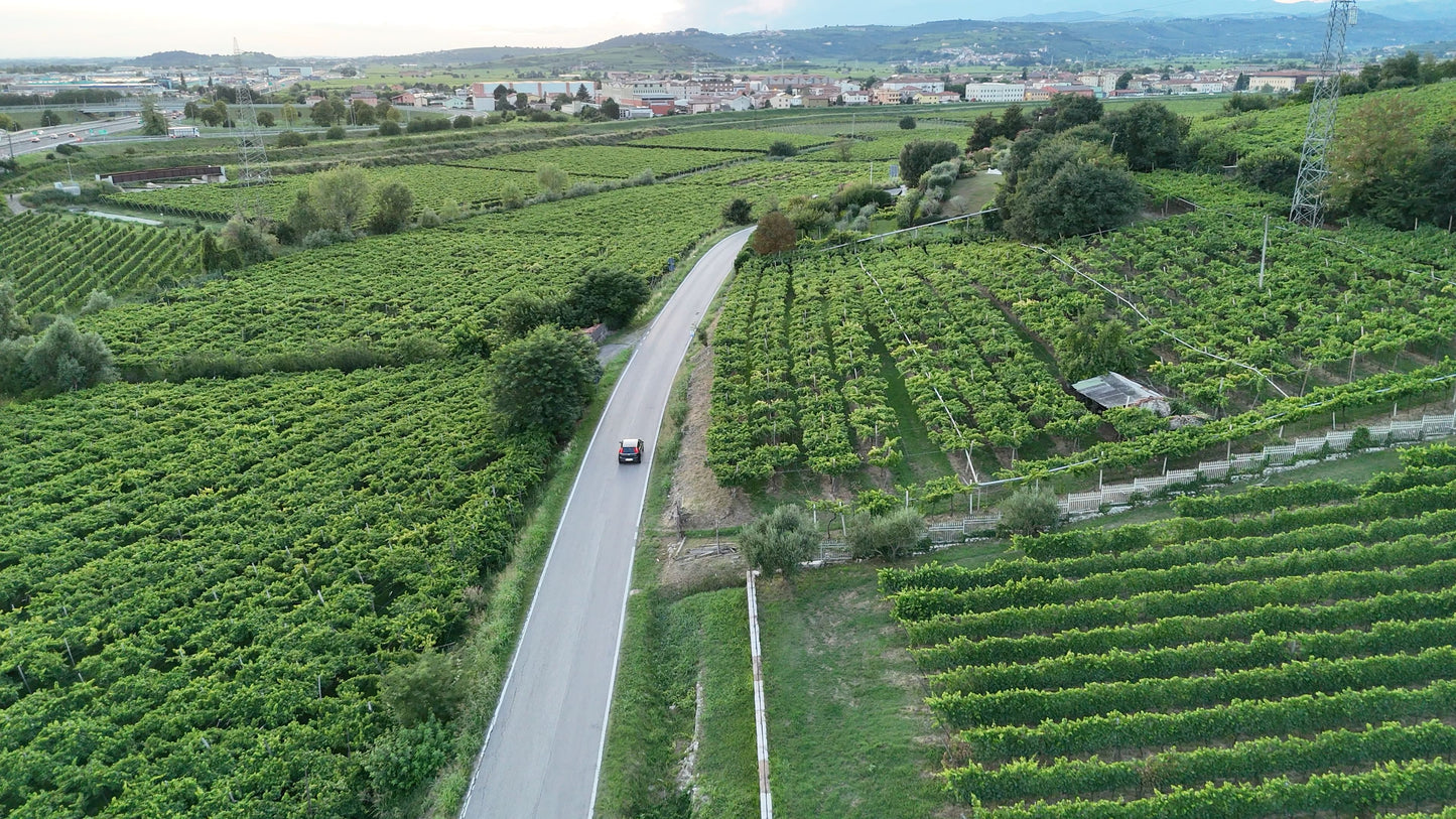 Vineyard Road with Car, Soave, Italy